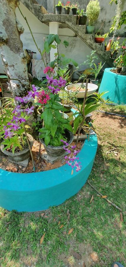 Jilan Homestay Bentota Extérieur photo